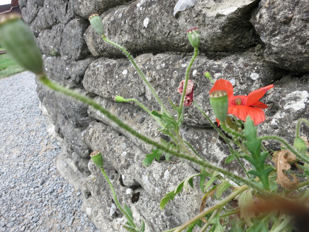 A stone wall, with an orange poppy and its leaves sticking out from a crack in the wall. 