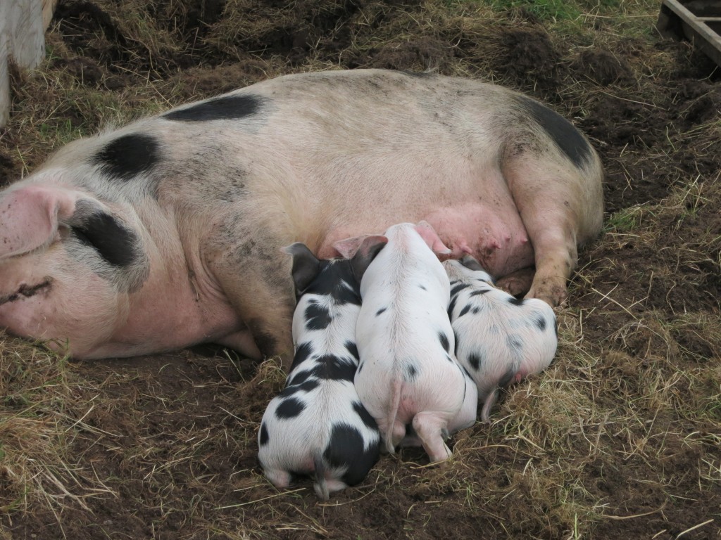 a prizewinning sow and her four prizewinning piglets