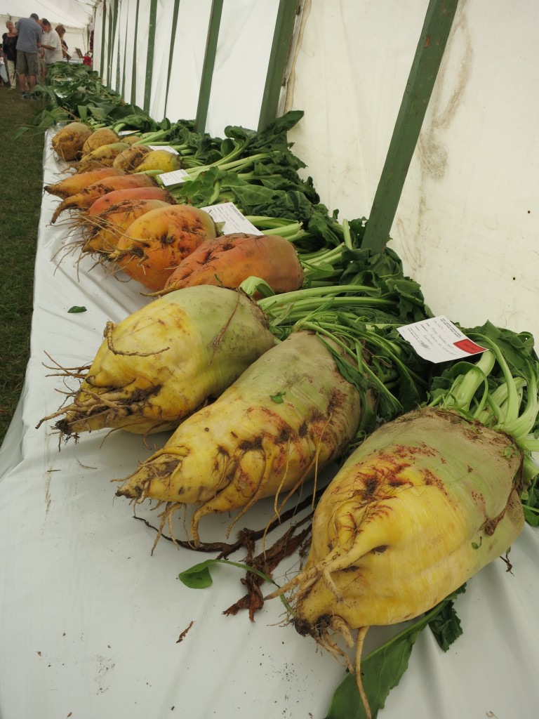 enormous beets!