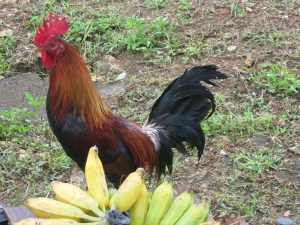 The night noises of Guadeloupe