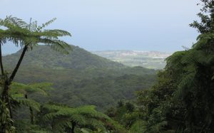 the view from the Carbet Waterfall #2 entrance