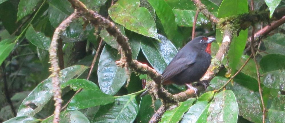 the bird in the Carbet waterfall #2 parking lot