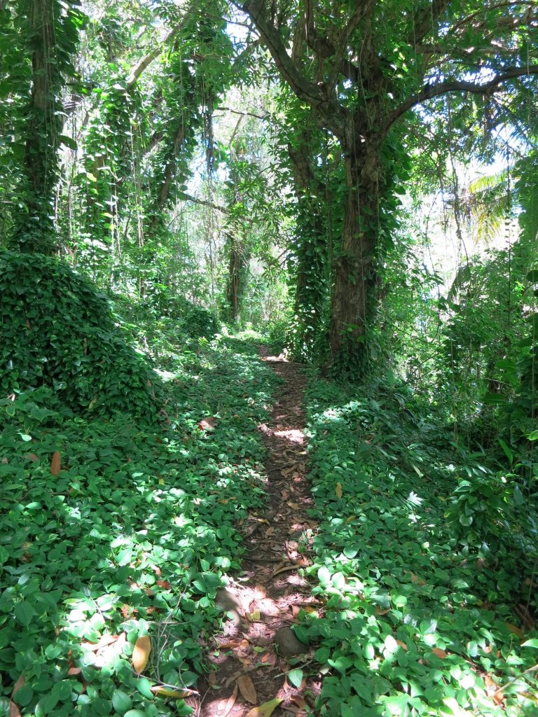 view of the path along the coast in Trois-Rivieres, Guadeloupe