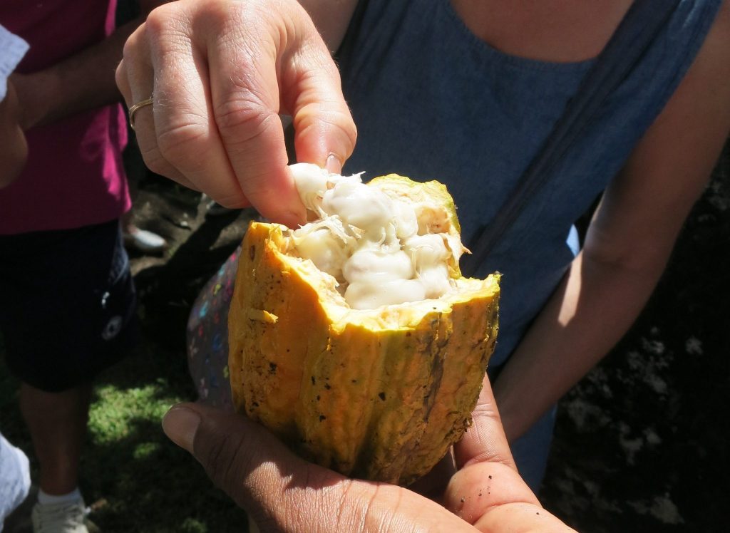 close-up of an open cacao pod