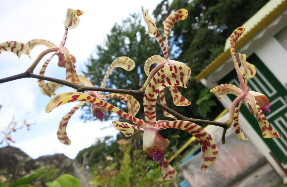 An orchid in the grounds of the Banana Museum