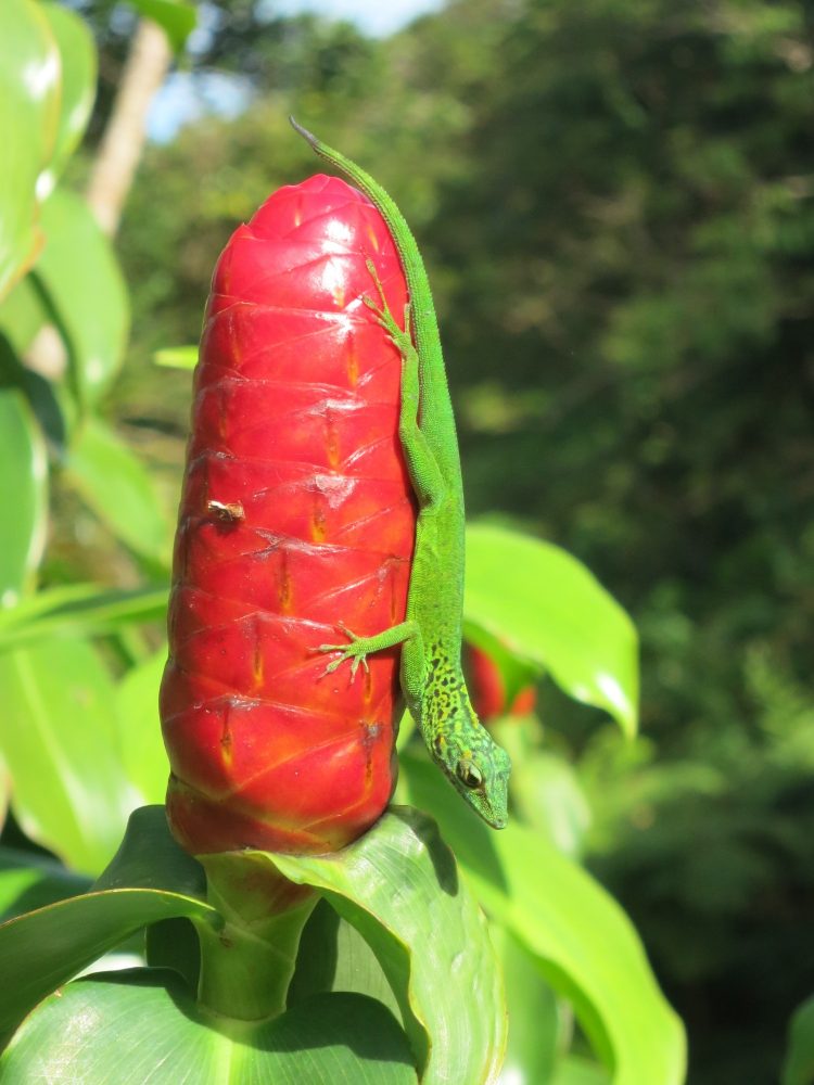 flower and lizard in the Banana Museum grounds