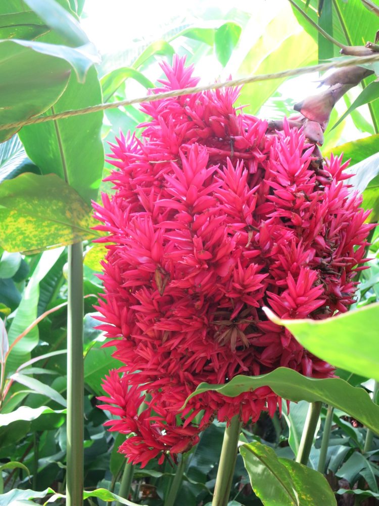 a banana flower at the Banana Museum in Guadeloupe