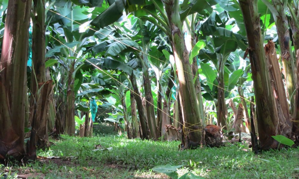 a view of banana trees in the grounds of the Banana Museum