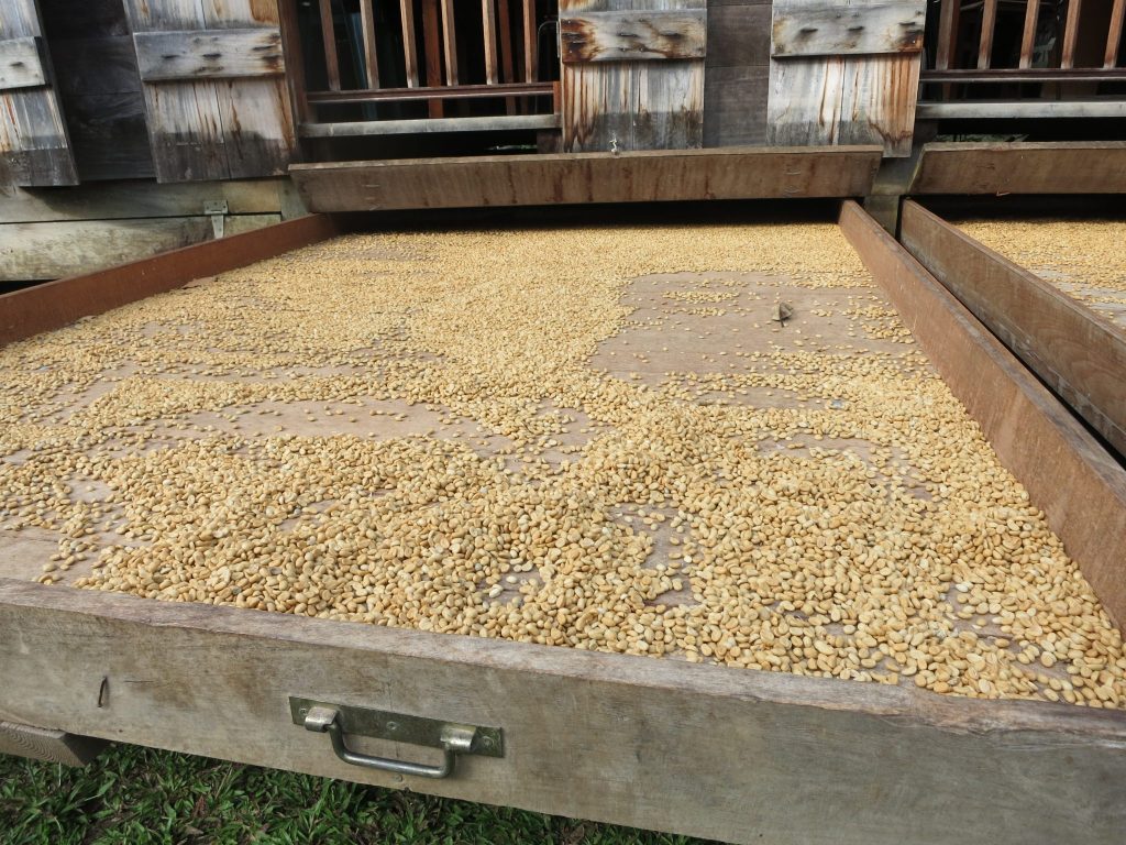 coffee beans drying in a "buccan," a large drawer.