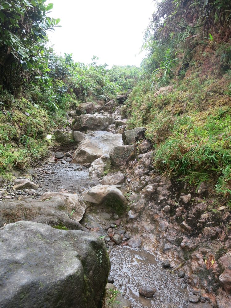 a view of a rocky part of the path up La Soufriere volcano in Guadeloupe. Both sides of the path are higher than the path, which stretches a short distance ahead. The path is strewn with rocks large and small, some of which look loose, while others seem embedded into the mud that is visible between them.