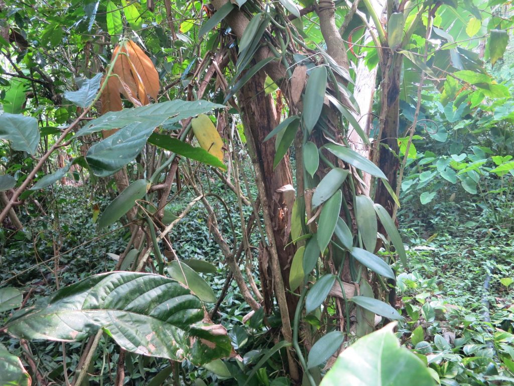 A vanilla vine climbs a tree at Vanibel coffee plantation.