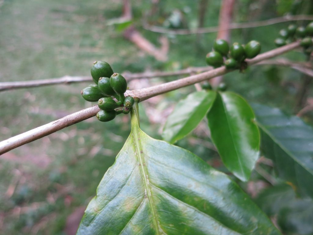 a close-up of some coffee beans at Domaine de Vanibel coffee plantation in Guadeloupe