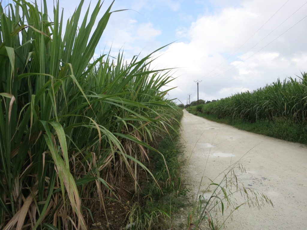 a sugar cane field