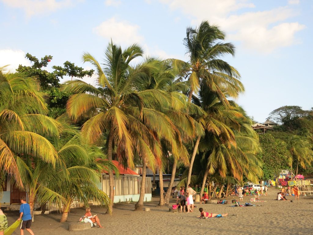 beach view in Guadeloupe: palm trees, tourists lying in the sun