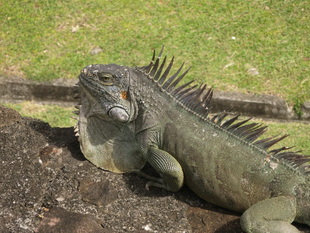 a close-up of an iguana in Fort St. Louis