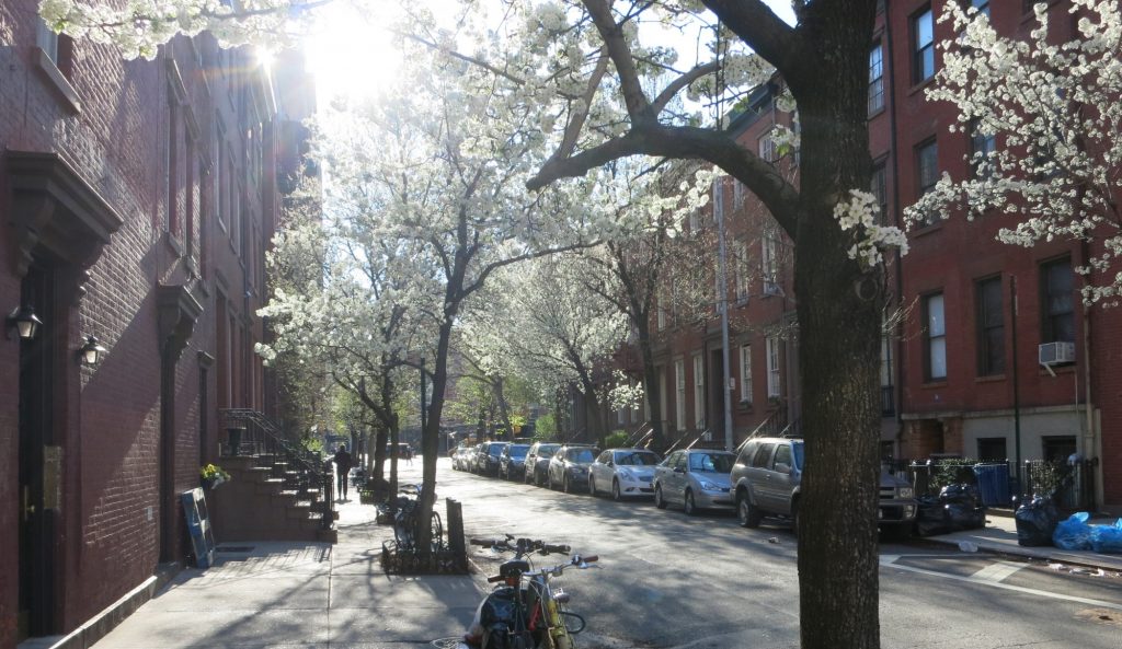 A view of a residential street near the West Village Hostel, showing blooming early spring trees.