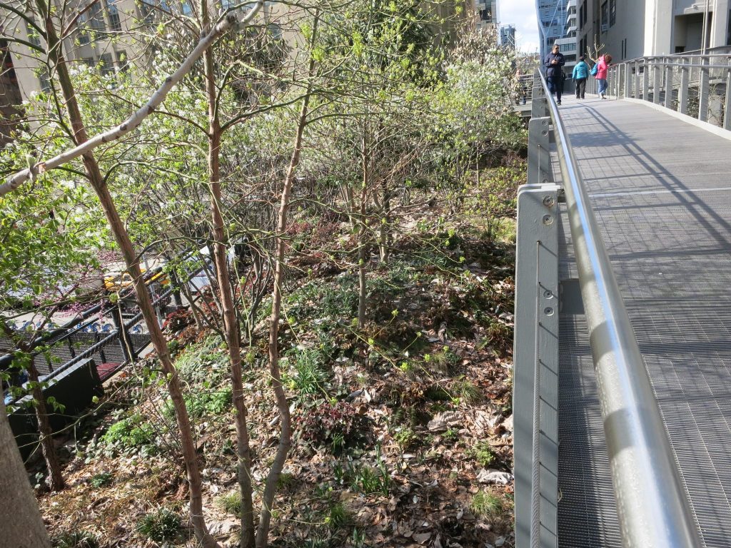A view of the High Line showing a section where the plant life is left undisturbed.