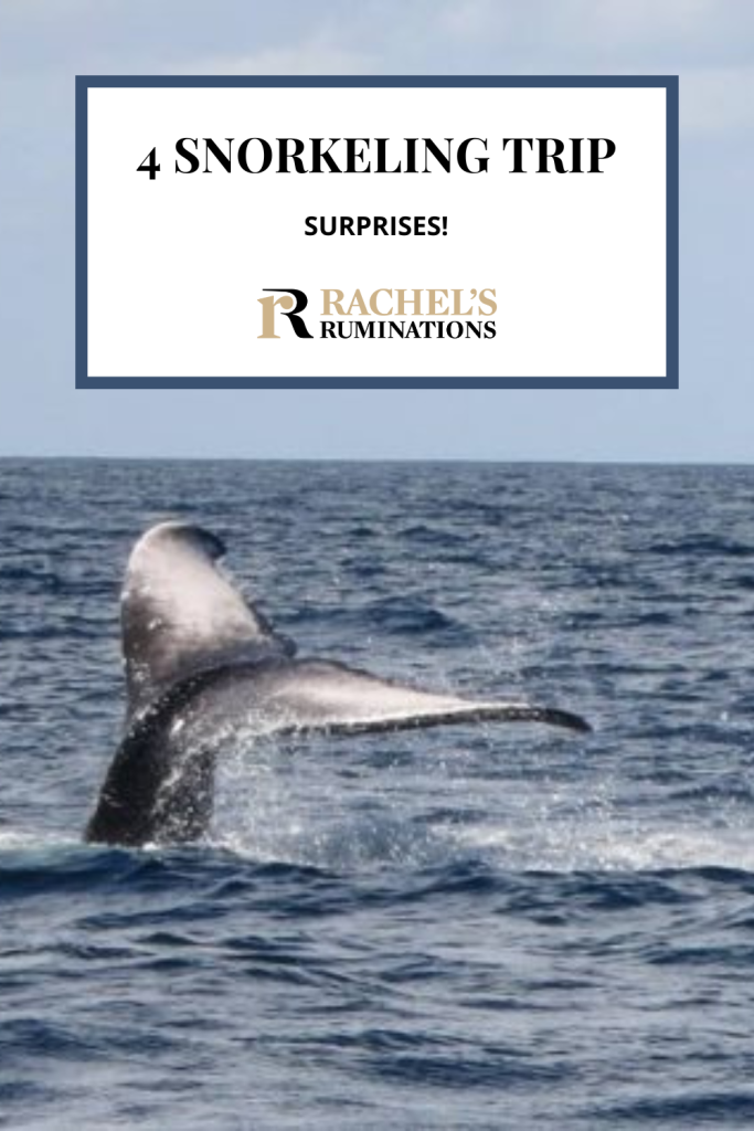 Text: 4 snorkeling trip surprises! (and the Rachel's Ruminations logo). Image: the tail of a whale extending up out of the sea.
