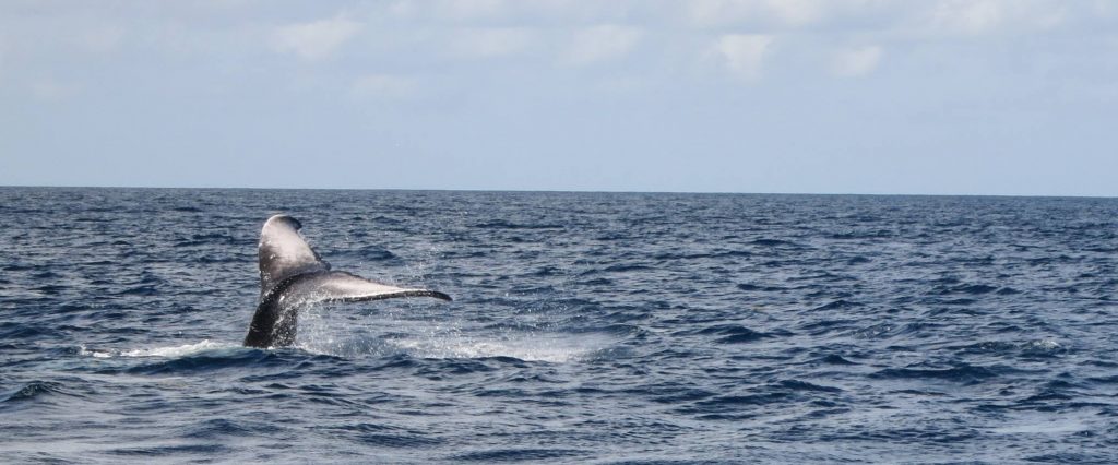 view of a whale's tail sticking out of the water in the distance on my Martinique boat trip