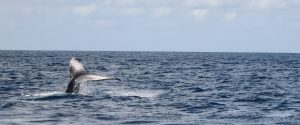 view of a whale's tail sticking out of the water in the distance on my Martinique boat trip