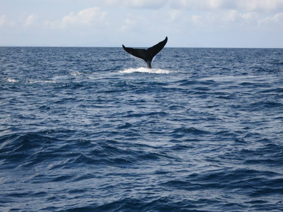 A whale's tale sticks up out of the water in the center of the picture, with empty sea all around. 