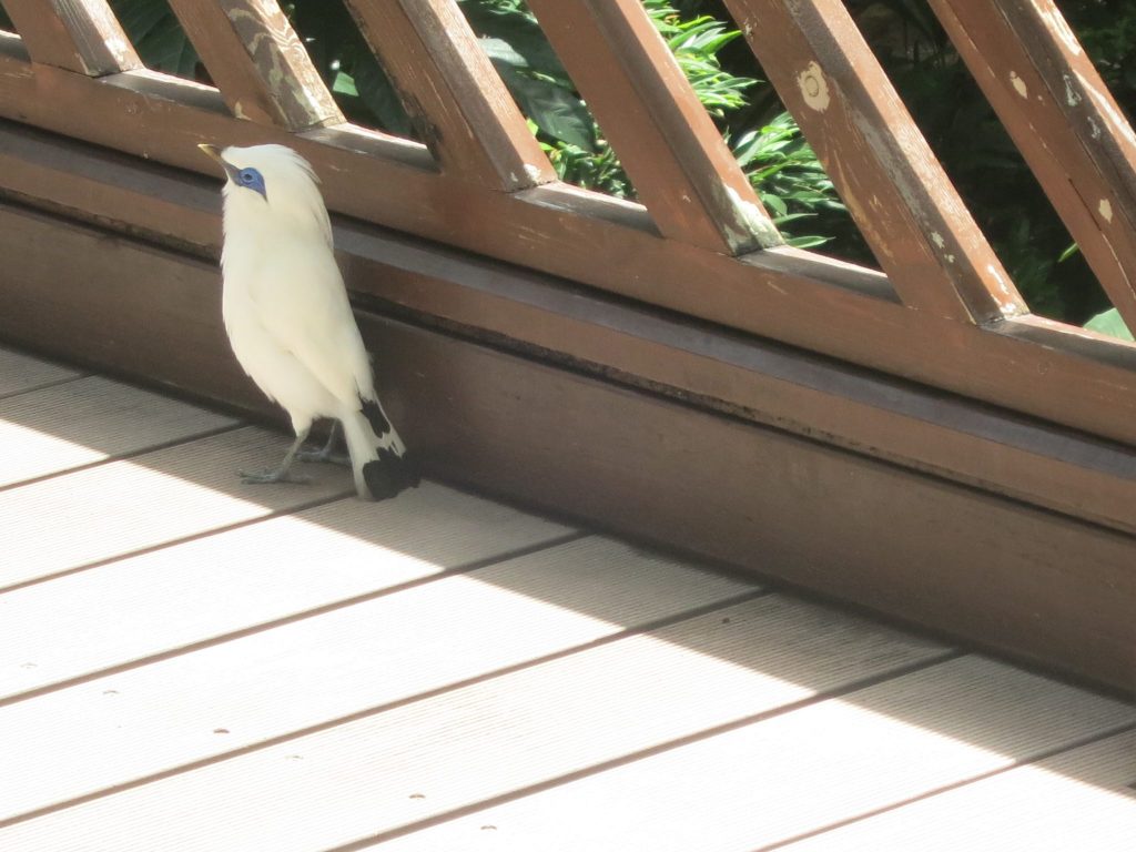 a white bird with a blue patch around its eyes, in Hong Kong Park