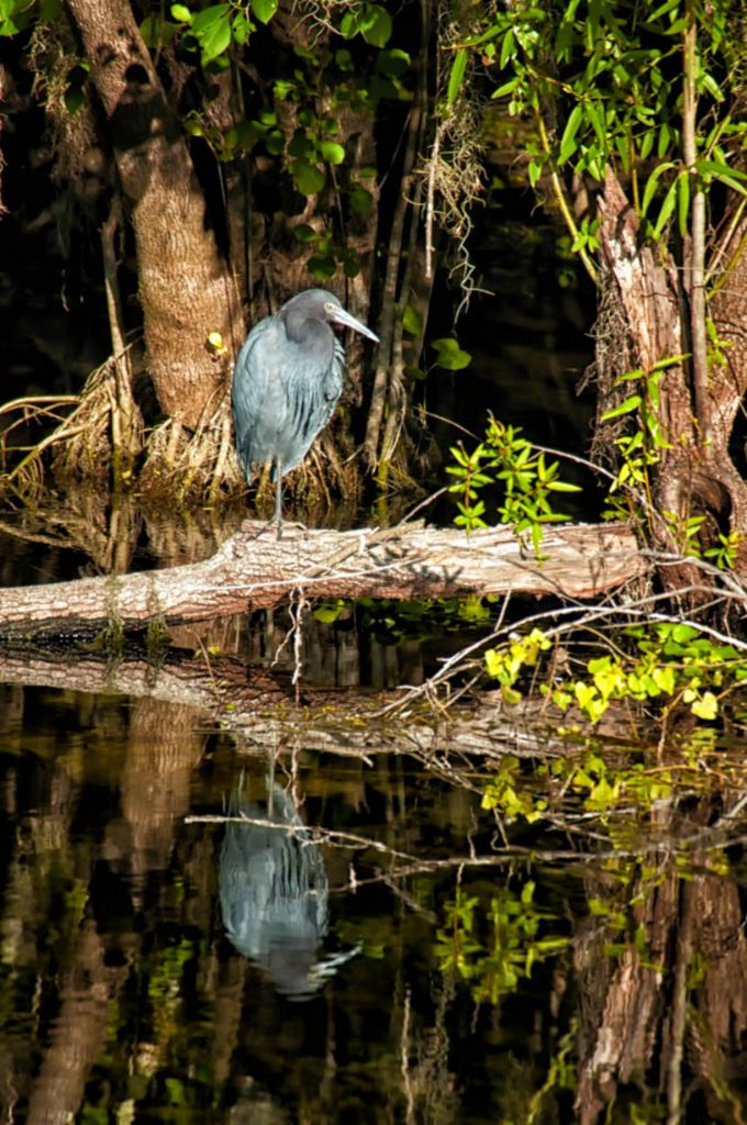 a water bird in the Everglades near Marco Island