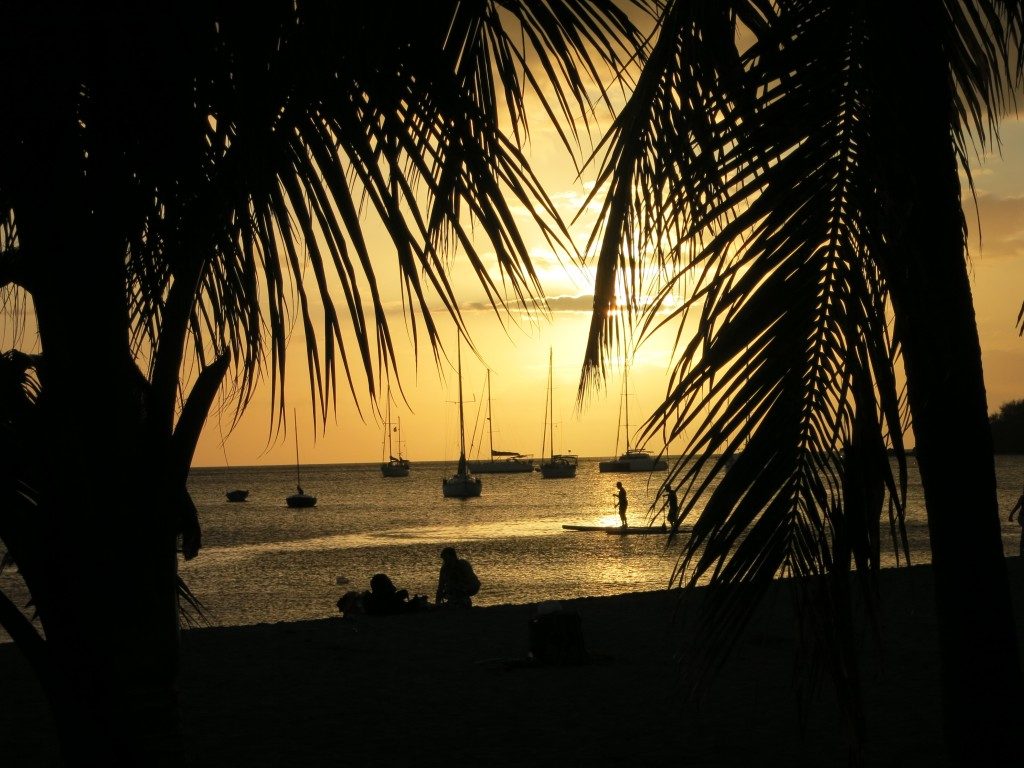 sunset vew framed by palm trees. Two paddleboarders are silhouetted agains the sunset, as are a number of moored sailboats.