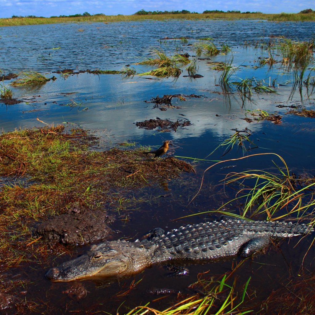 an alligator and a bird in a marsh area of the Everglades near Marco Island