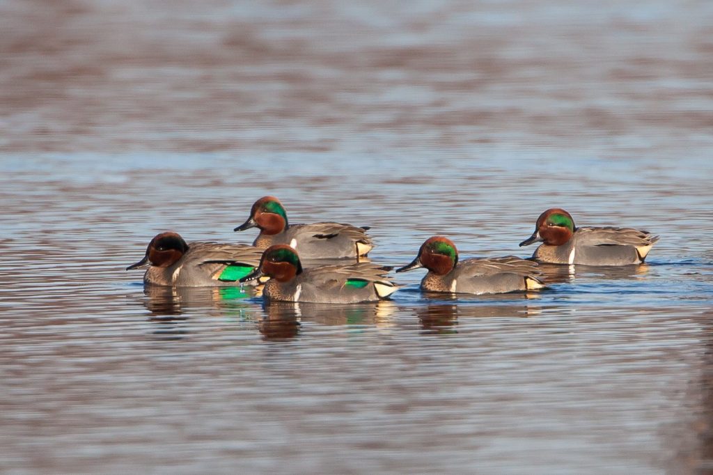 colorful ducks swimming in Bossier City