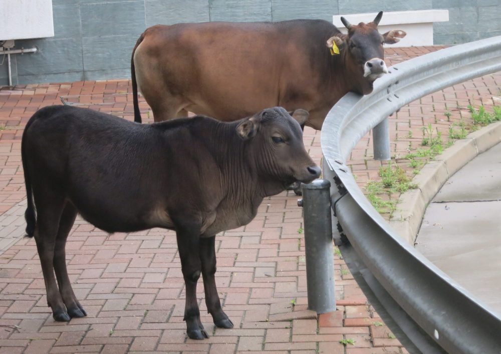 Two cows - a brown one and a black one - stand with their faces toward a metal fence that edges a roadway. They aren't actually feral, or at least one of them has an ear tag.