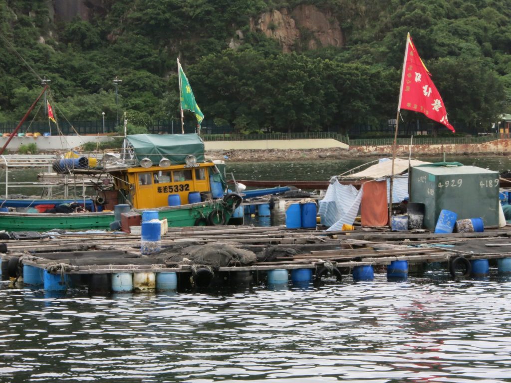 a collection of floats hold up a grid of fish enclosures, all attached together and floating on the water, on Lamma Island