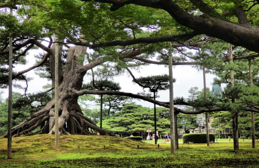 A very old pine tree in Kenrokuen Garden: thick, with a tangle of roots visible stretching out from its base. It has poles under its branches, keeping them up and off the ground. Is Kanazawa worth a visit?