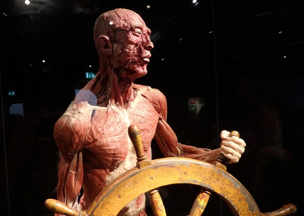 A male plastinate grips a ship's wheel in both hands.