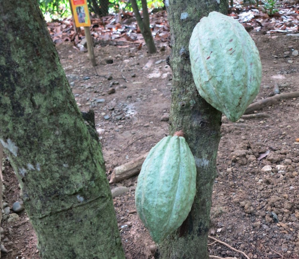 Cacao pods in the garden of the museum. The cacao beans are inside.