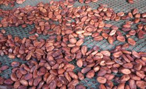 Cacao beans drying at the Chocolate Museum in Guadeloupe