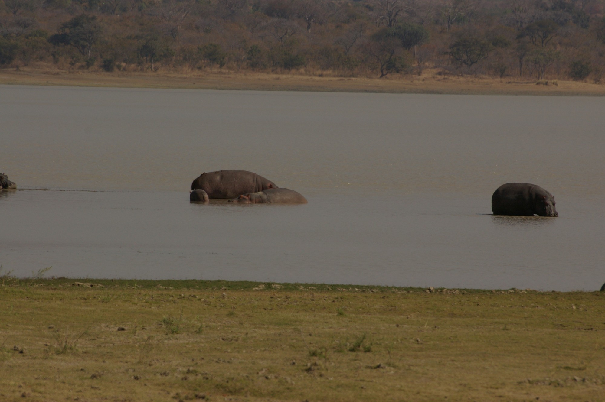 Several hippos standing in shallow water.