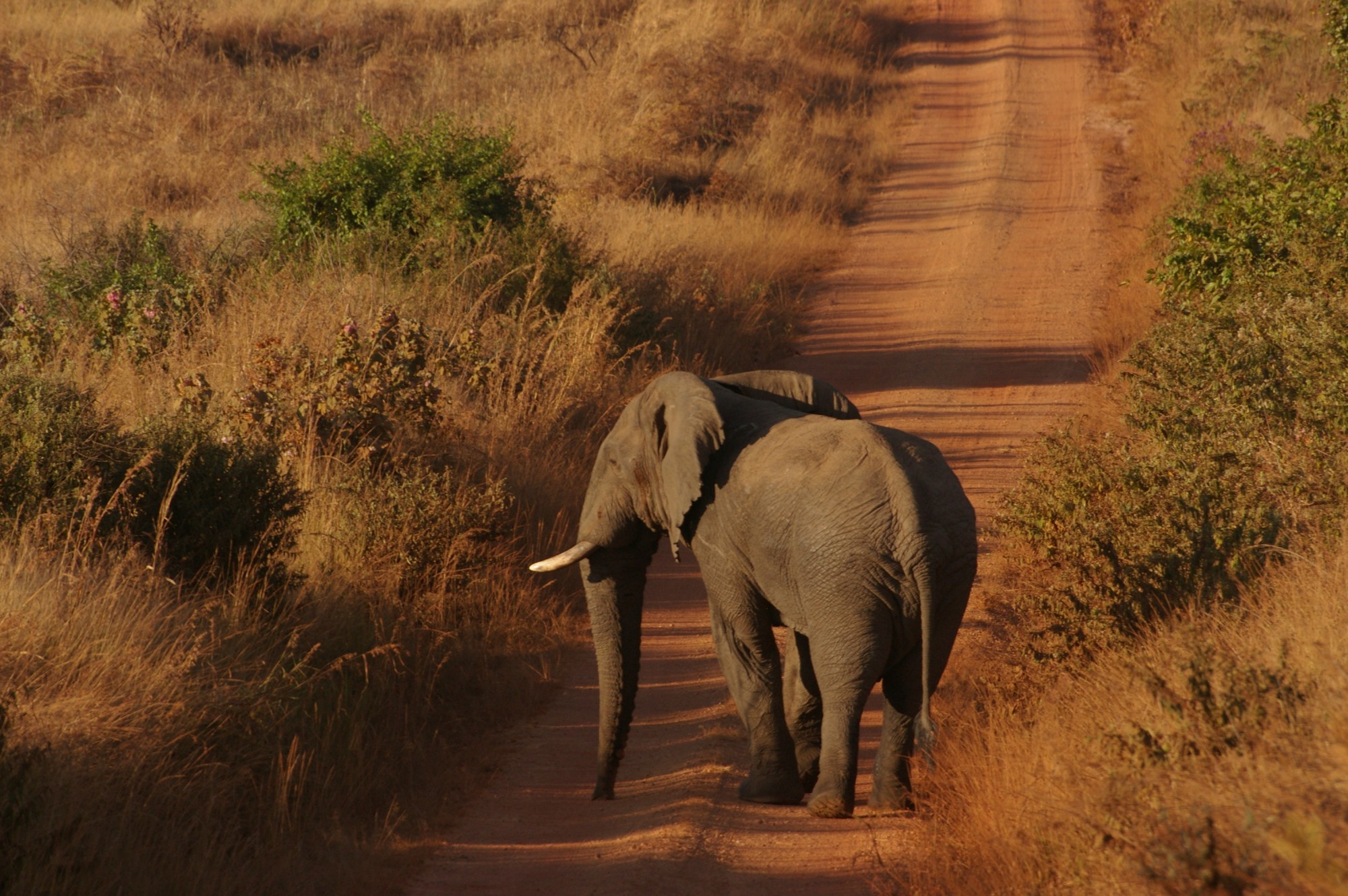 The elephant stands sideways across a dirt road with high bushy growth on either side.