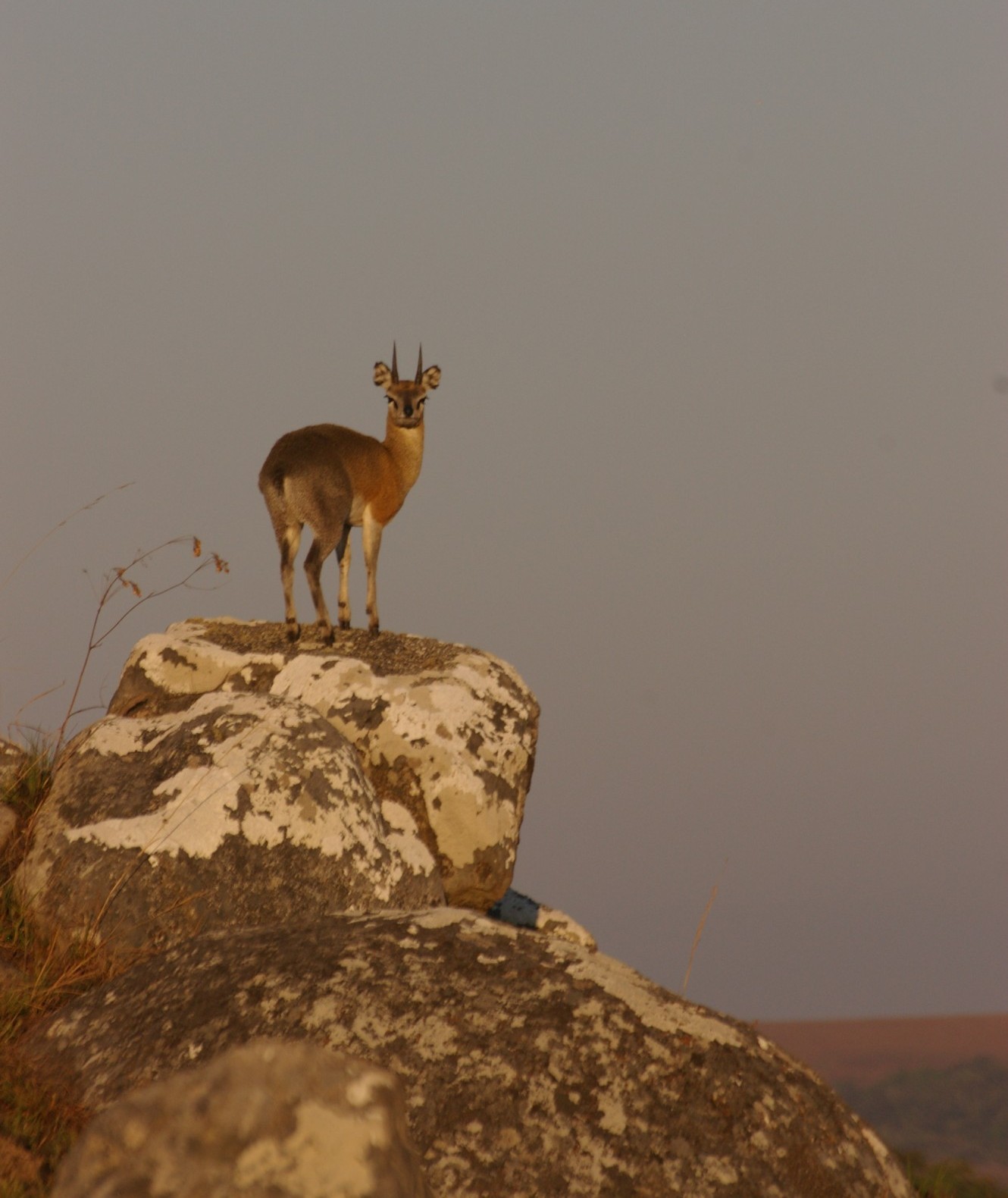 The klipspringer antelope is standing on top of a rocky crag, body facing away, but head turned so that it looks at the camera. 
