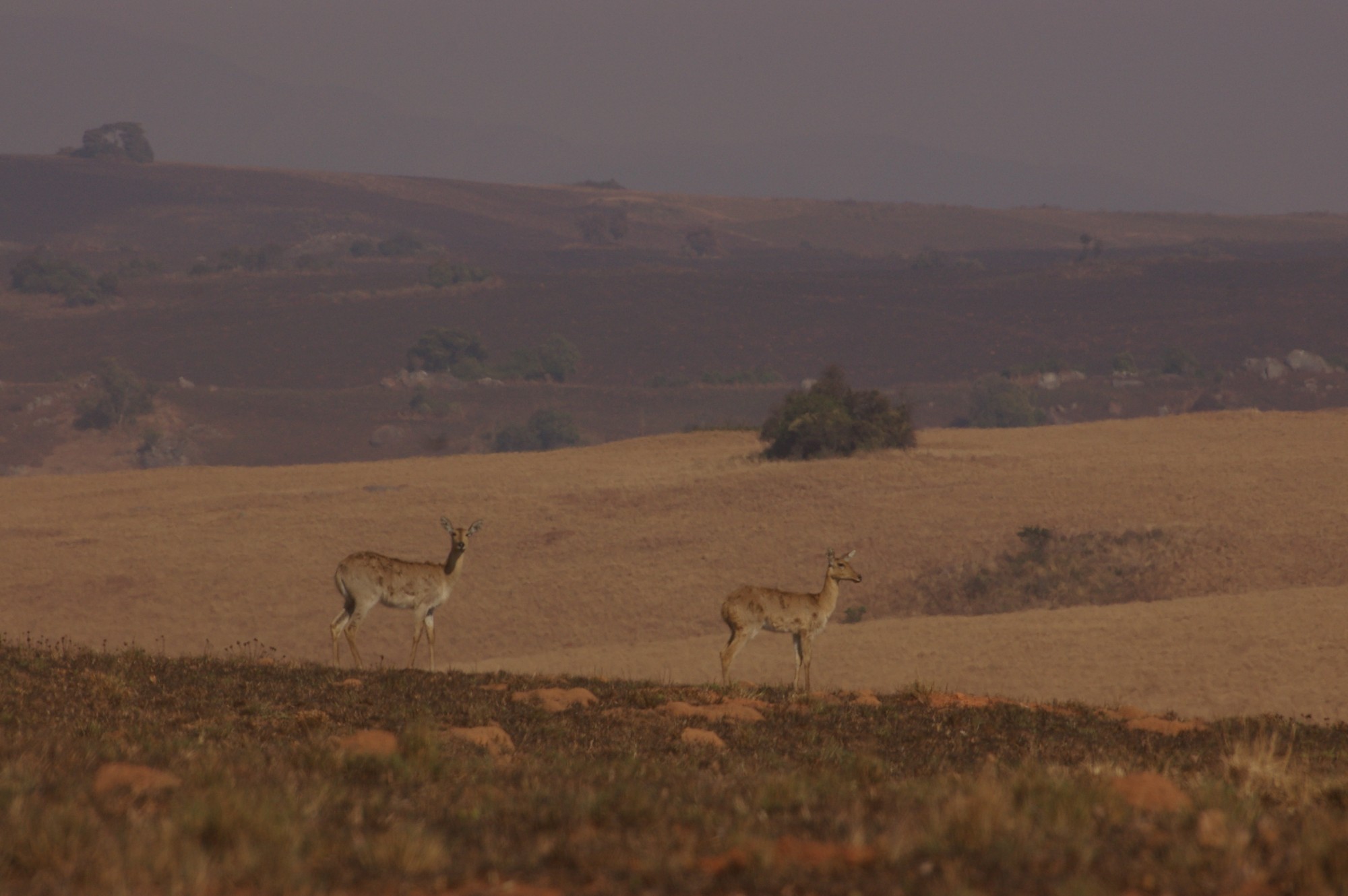 2 antelopes, sideways to the camera, brown so that they blend with the brown grasses of the rolling hills behind them.