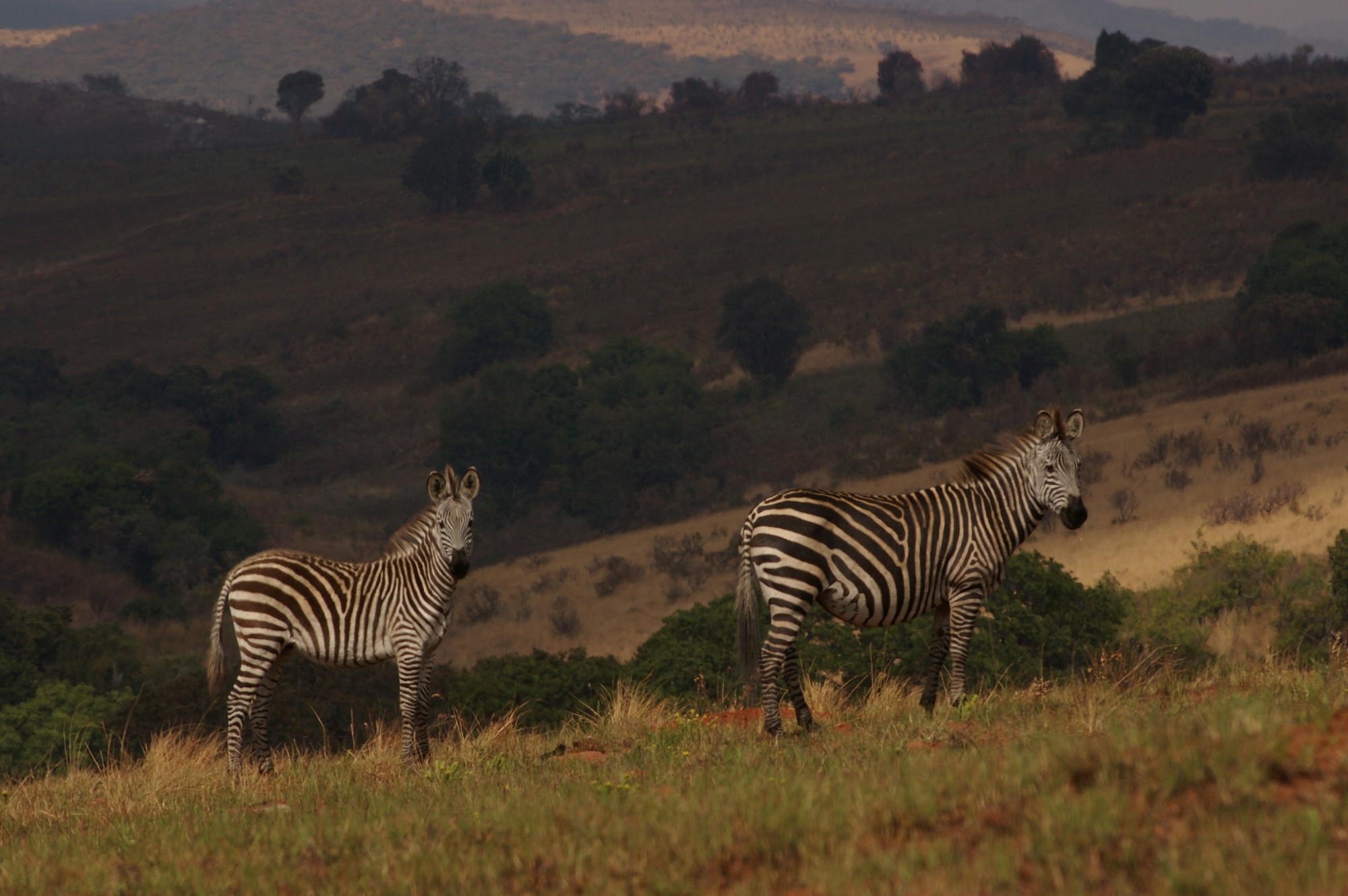 2 zebras stand sideways to the camera against a background of rolling hills.