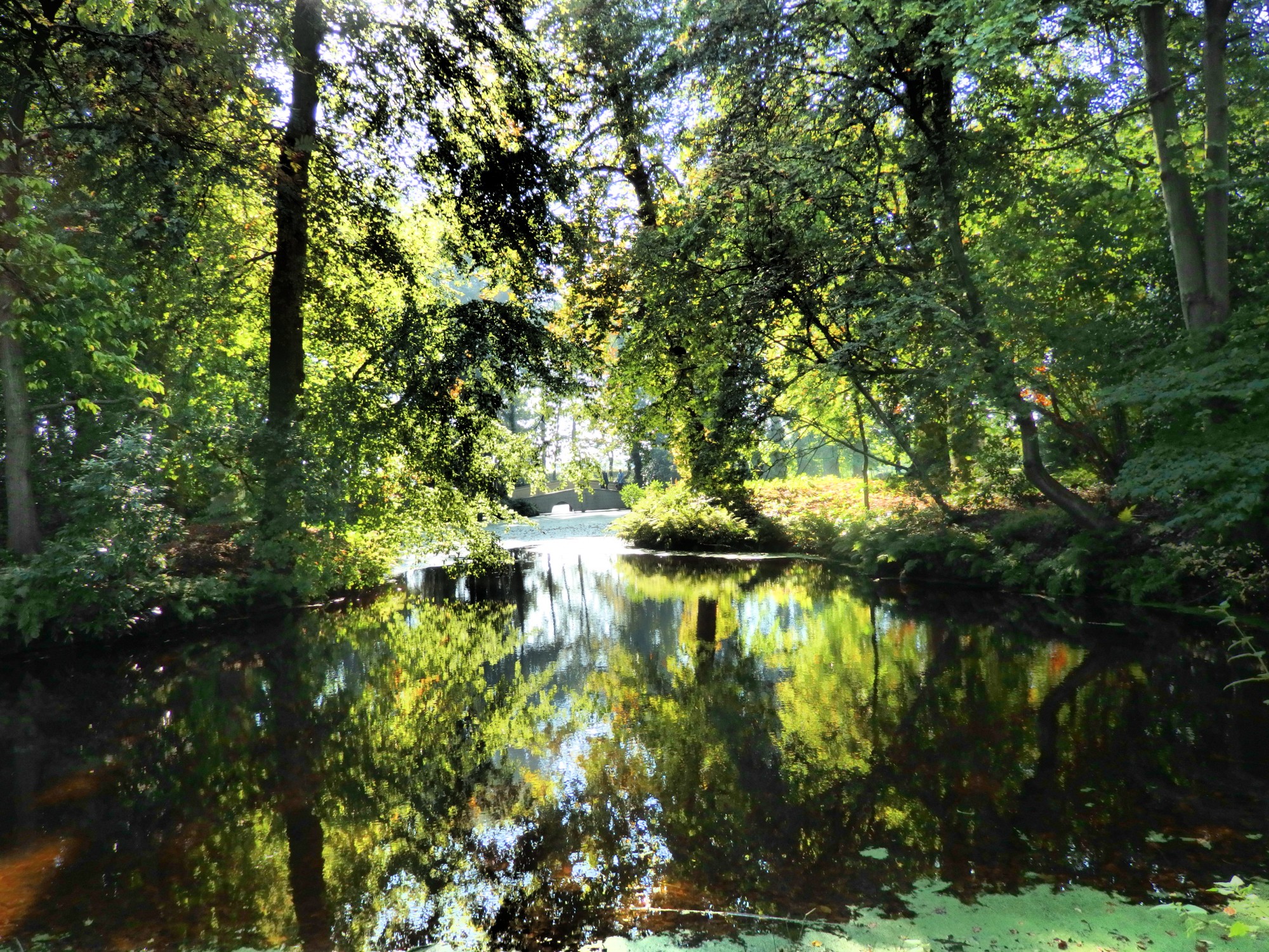 view over a pond, with trees shading it, and a bridge over the pond in the distance.