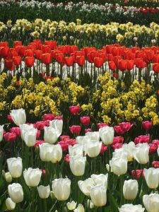 Colorful bulb gardens at Keukenhof, in the Netherlands