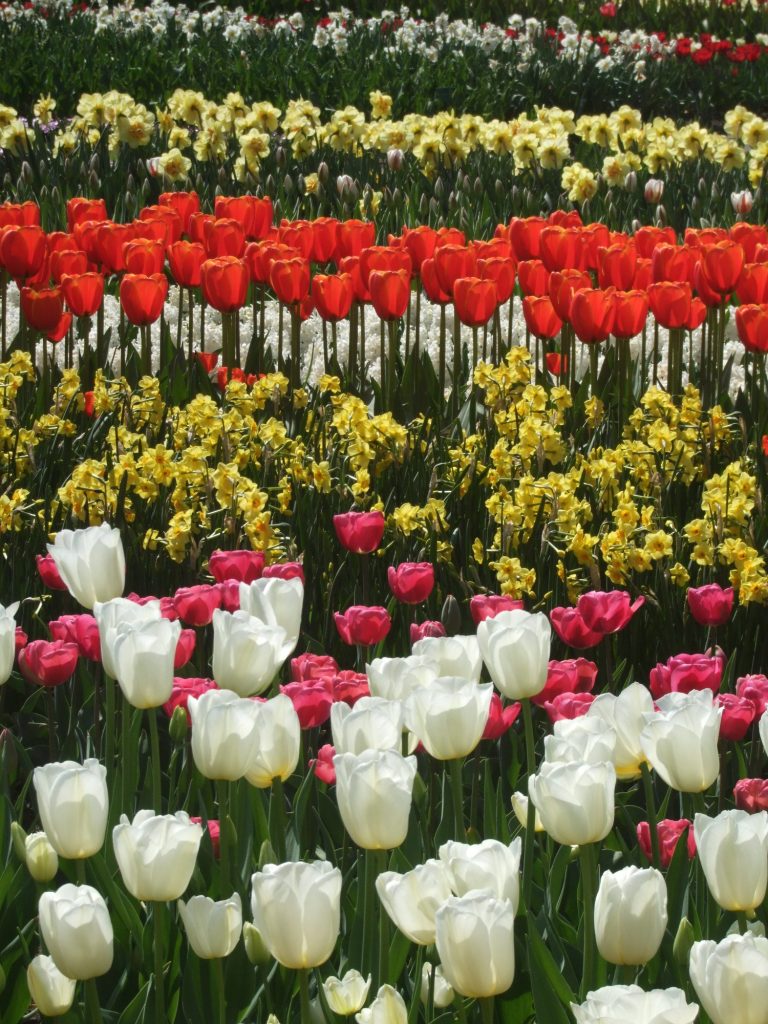 Colorful bulb gardens at Keukenhof, one of the must-see places in the Netherlands if you visit in the spring.