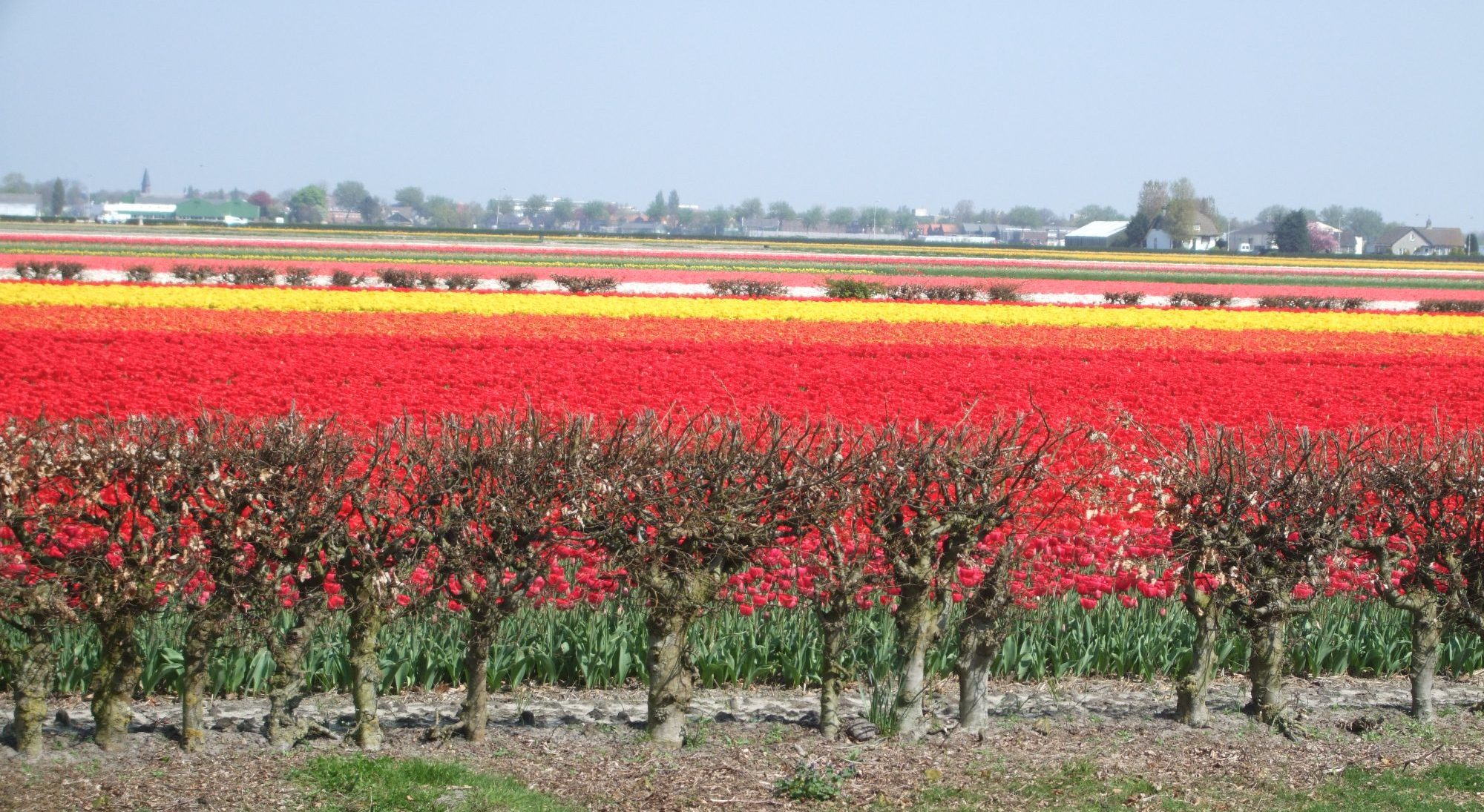 This is the kind of view you'll see if you drive the Bollenstreek route in season.