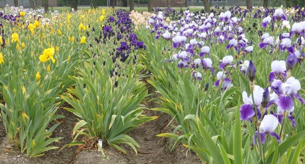 rows of irises: yellow on the left, purple with white on the right.