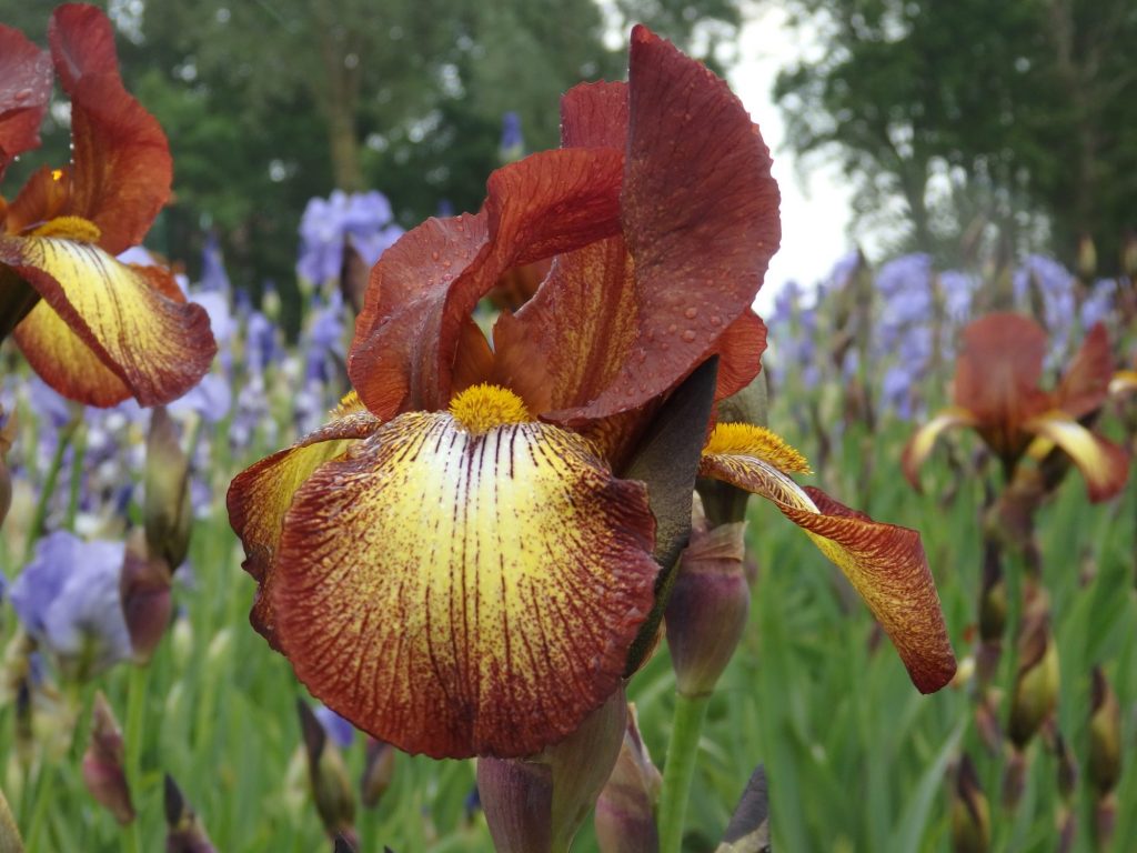 An iris that is a dark burgundy red, with yellow towards its center.