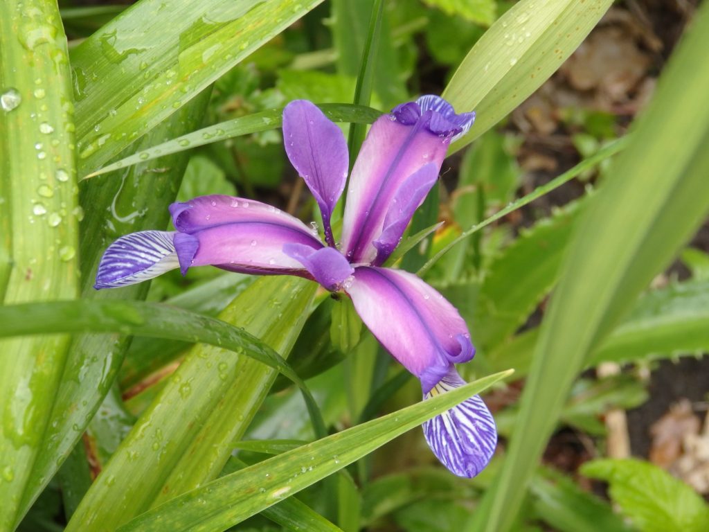 An iris with long, narrow petals: purple, but darker at the tips.