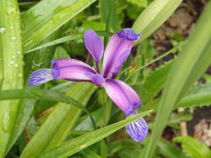 An iris with long, narrow petals: purple, but darker at the tips.