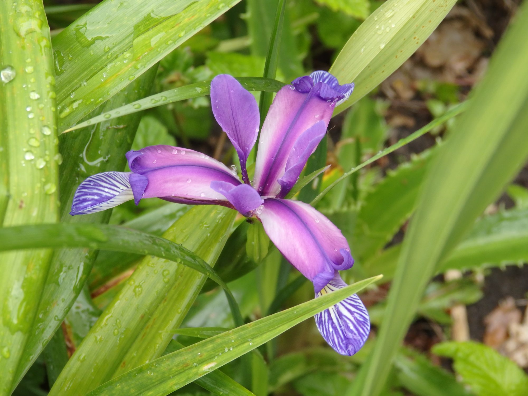 I particularly liked this iris.